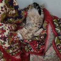 Tekir Kedi, Kedi  Tekir fotoğrafı