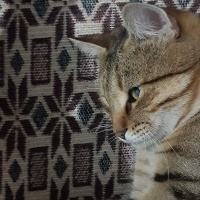 Tekir Kedi, Kedi  Tekir fotoğrafı