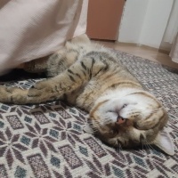 Tekir Kedi, Kedi  Tekir fotoğrafı