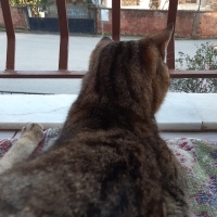 Tekir Kedi, Kedi  Tekir fotoğrafı