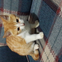 Tekir Kedi, Kedi  Yumak fotoğrafı
