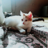 Tekir Kedi, Kedi  İsim Koyamadık fotoğrafı