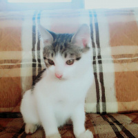 Tekir Kedi, Kedi  İsim Koyamadık fotoğrafı