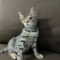Tekir Kedi, Kedi  Minik fotoğrafı