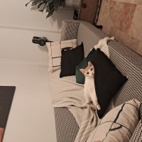 Sarman, Kedi  Rüzgar fotoğrafı