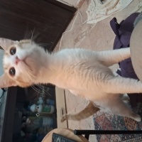 Sarman, Kedi  Rüzgar fotoğrafı