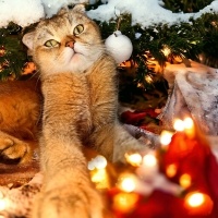 British Shorthair, Kedi  Güneş fotoğrafı