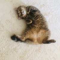 British Longhair, Kedi  Pakize fotoğrafı