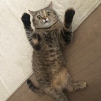 British Longhair, Kedi  Pakize fotoğrafı