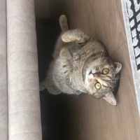 British Longhair, Kedi  Pakize fotoğrafı