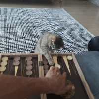 British Longhair, Kedi  Pakize fotoğrafı