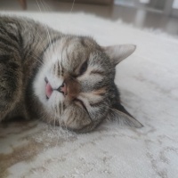 British Longhair, Kedi  Pakize fotoğrafı