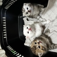 Scottish Fold, Kedi  Adını sahibi koyacak fotoğrafı
