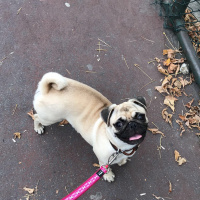 Pug, Köpek  GUCCI fotoğrafı