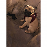 Pug, Köpek  GUCCI fotoğrafı