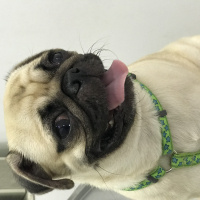 Pug, Köpek  GUCCI fotoğrafı