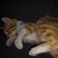 Tekir Kedi, Kedi  Tarçın fotoğrafı