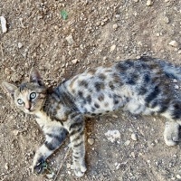 Bengal, Kedi  Zilli fotoğrafı