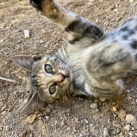 Bengal, Kedi  Zilli fotoğrafı
