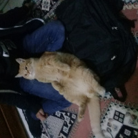 Tekir Kedi, Kedi  Tarcin fotoğrafı