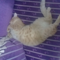 Tekir Kedi, Kedi  Tarcin fotoğrafı
