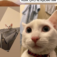 Van Kedisi, Kedi  Maya fotoğrafı