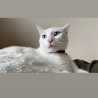 Van Kedisi, Kedi  Maya fotoğrafı