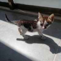 Tekir Kedi, Kedi  İsmi yok fotoğrafı