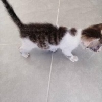 Tekir Kedi, Kedi  İsmi yok fotoğrafı