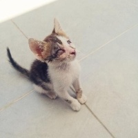 Tekir Kedi, Kedi  İsmi yok fotoğrafı