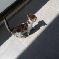 Tekir Kedi, Kedi  İsmi yok fotoğrafı