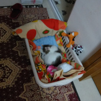 Tekir Kedi, Kedi  Çekirdek fotoğrafı