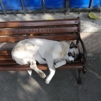 Tekir Kedi, Kedi  Çekirdek fotoğrafı