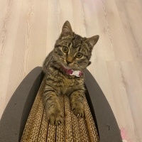 Tekir Kedi, Kedi  Gırgır fotoğrafı