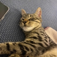 Tekir Kedi, Kedi  Gırgır fotoğrafı