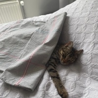 Tekir Kedi, Kedi  Gırgır fotoğrafı