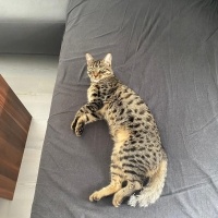 Tekir Kedi, Kedi  Gırgır fotoğrafı