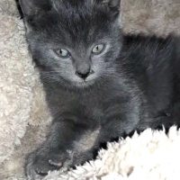 British Shorthair, Kedi  Bomonti  fotoğrafı