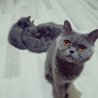 Scottish Fold, Kedi  Dört Yavru fotoğrafı