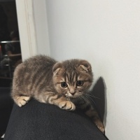 British Shorthair, Kedi  Şeftali fotoğrafı