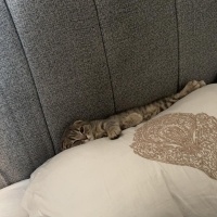 British Shorthair, Kedi  Şeftali fotoğrafı