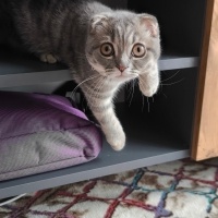 British Shorthair, Kedi  Şeftali fotoğrafı