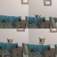 Tekir Kedi, Kedi  Çiko fotoğrafı