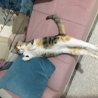 Tekir Kedi, Kedi  Çiko fotoğrafı