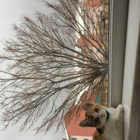 Tekir Kedi, Kedi  Çiko fotoğrafı