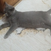 British Shorthair, Kedi  Pofi fotoğrafı