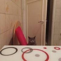 British Shorthair, Kedi  Pofi fotoğrafı