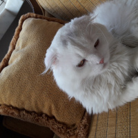 Scottish Fold, Kedi  Paşa fotoğrafı