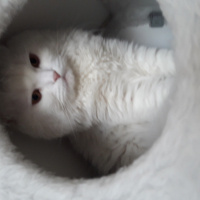 Scottish Fold, Kedi  Paşa fotoğrafı