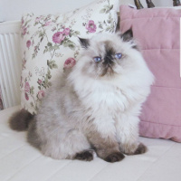 Himalayan, Kedi  Caramella fotoğrafı